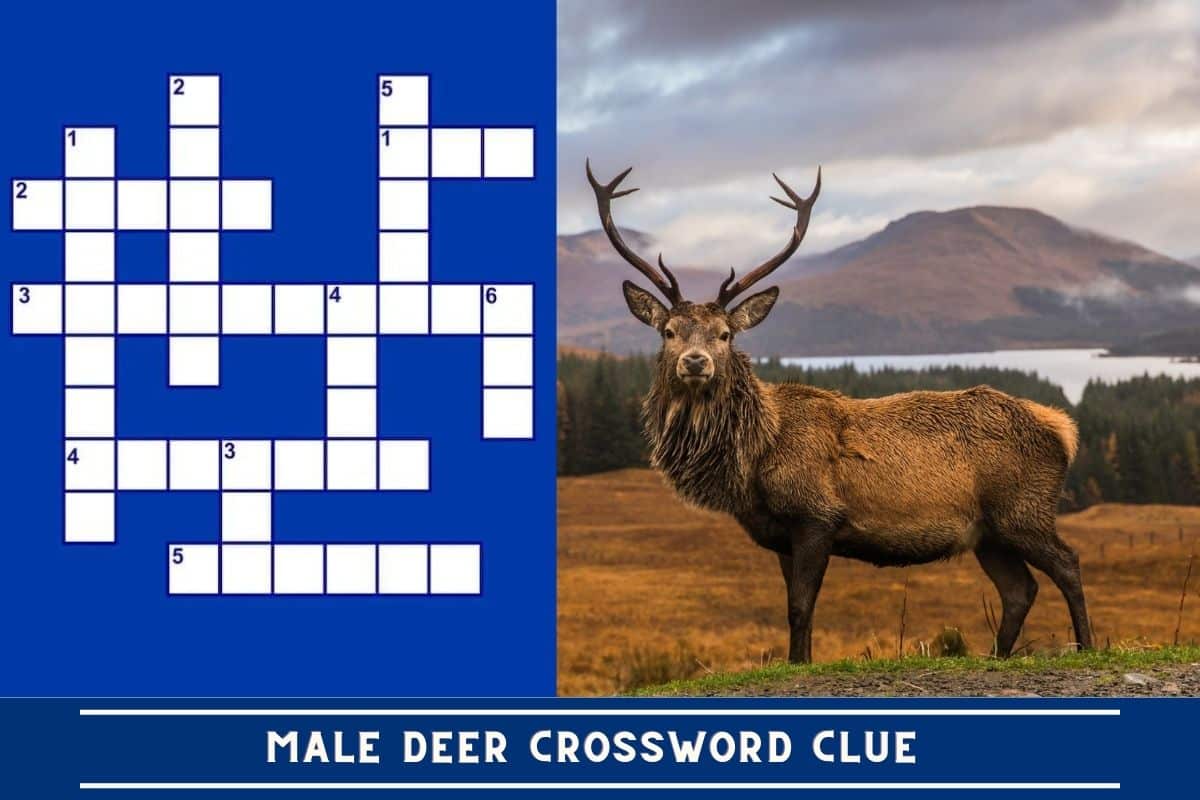 Male Deer Crossword Clue