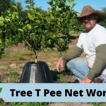 Tree T Pee Net Worth