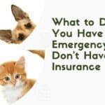What to Do if You Have a Pet Emergency and Don't Have Pet Insurance