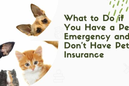 What to Do if You Have a Pet Emergency and Don't Have Pet Insurance