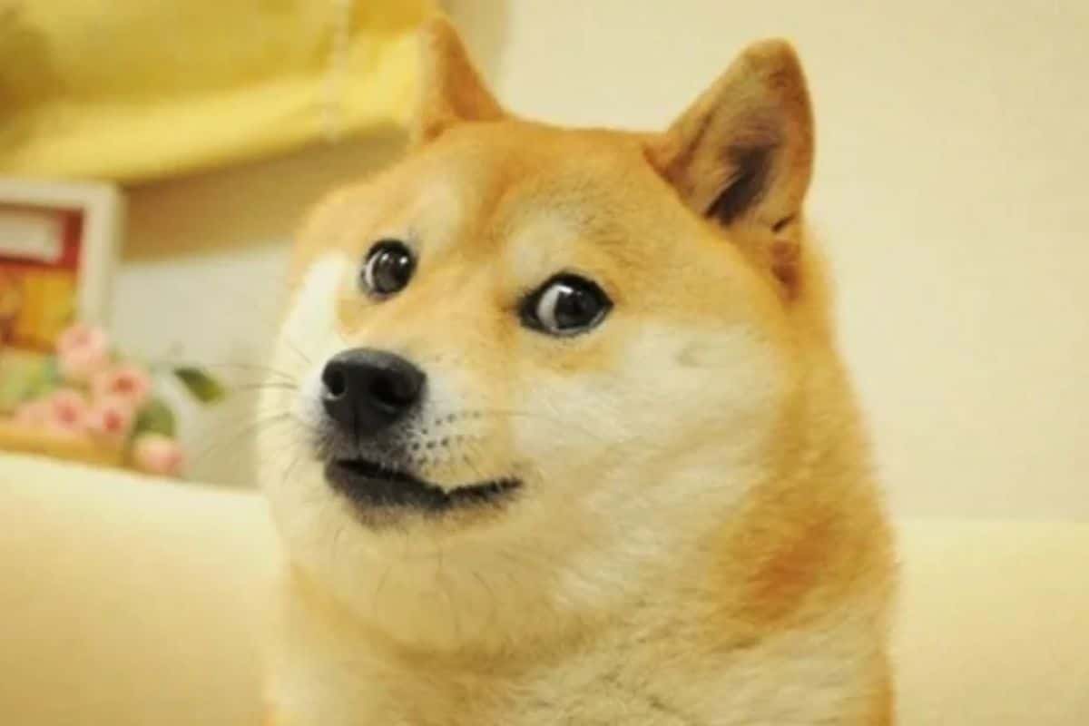 kabosu doge