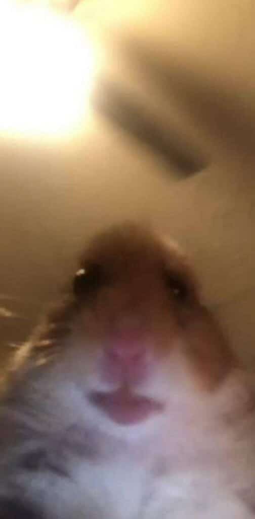 How Do You Join The Tiktok Hamster Cult?