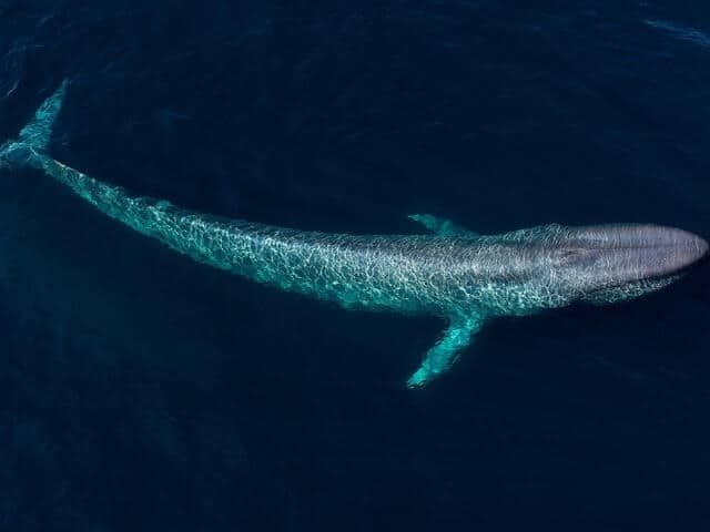 blue whale