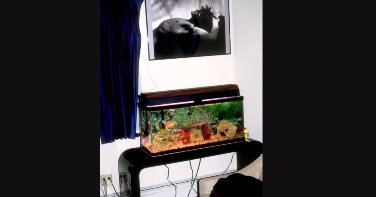 Dahmer fish tank